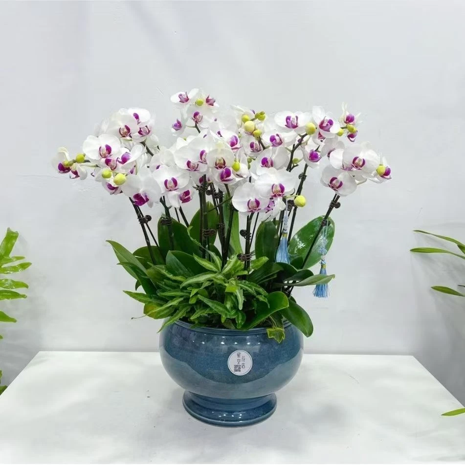 【雪玉】名贵品种蝴蝶兰  1.7寸杯小苗 不带花剑 介意者慎拍