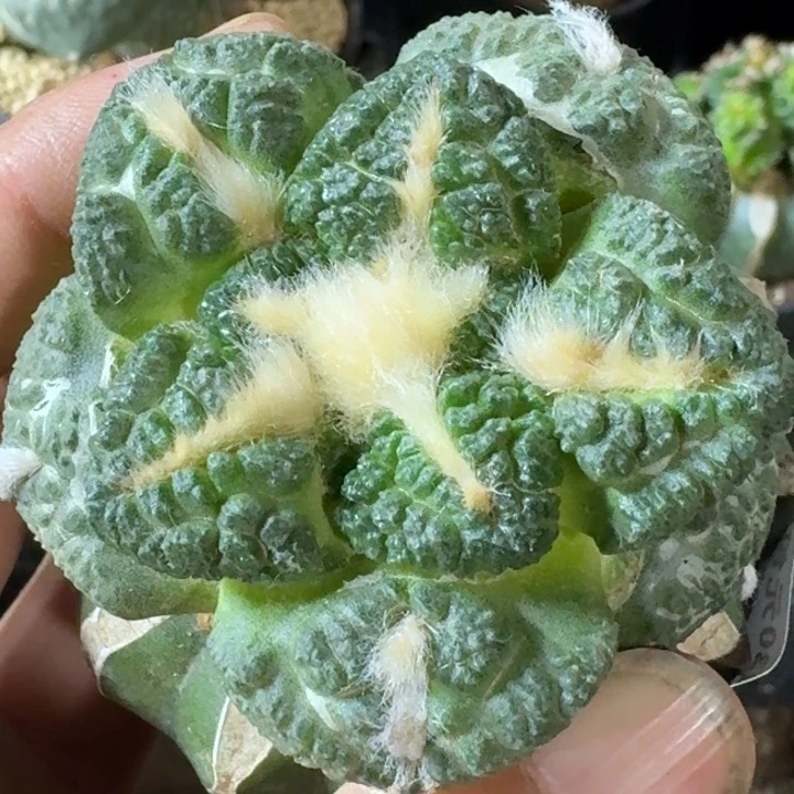 无花朵苗接志贺龟甲838