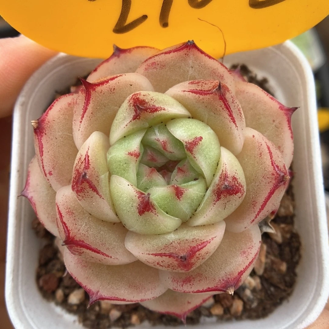 边线麦秆2102号。