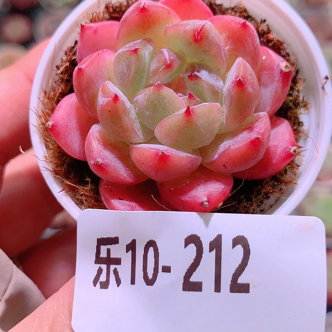 乐然10-212 新品单头