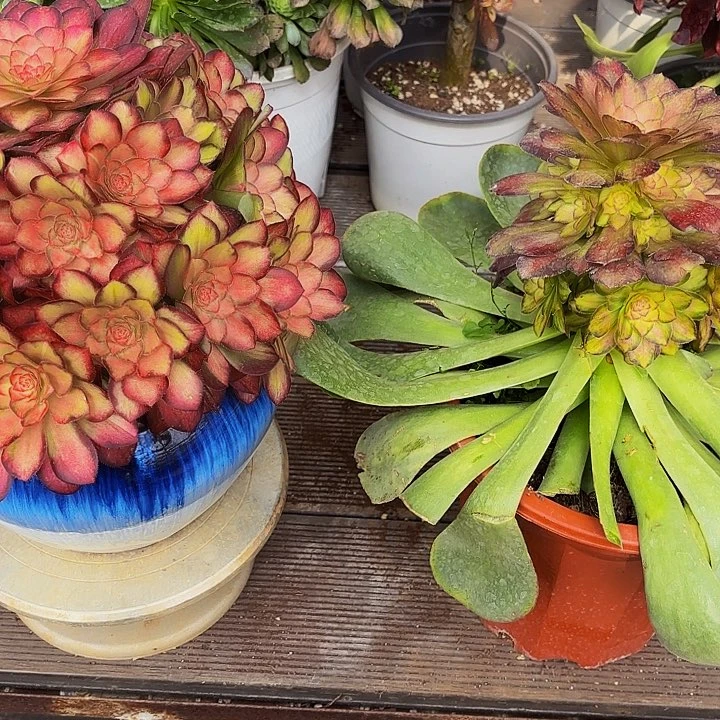 ！*锦鲤多肉植物植物植物