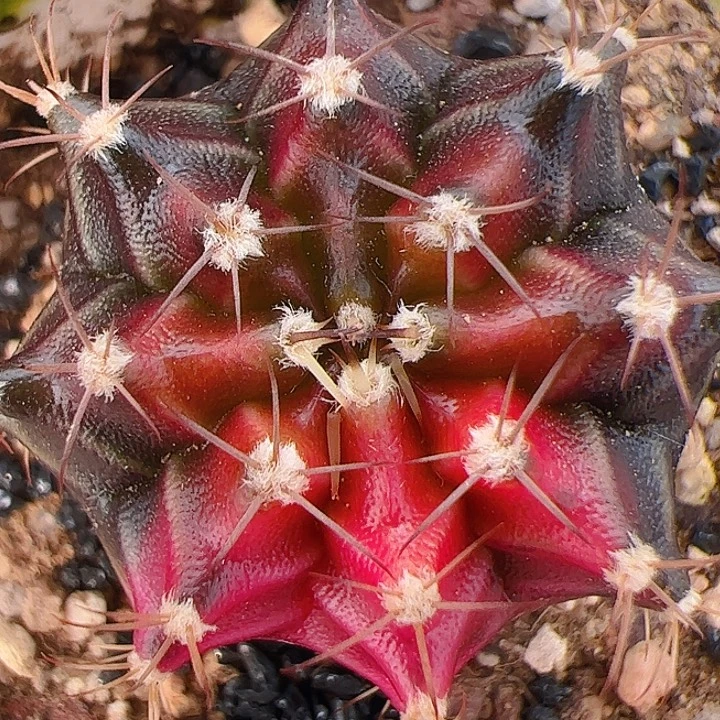 当前无花栽培后可以开花981