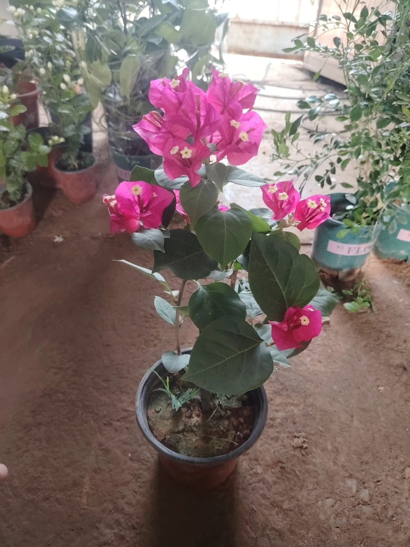 换盆不包售后三角梅石楠花盆栽四季开花耐热好养适合庭院阳台种植