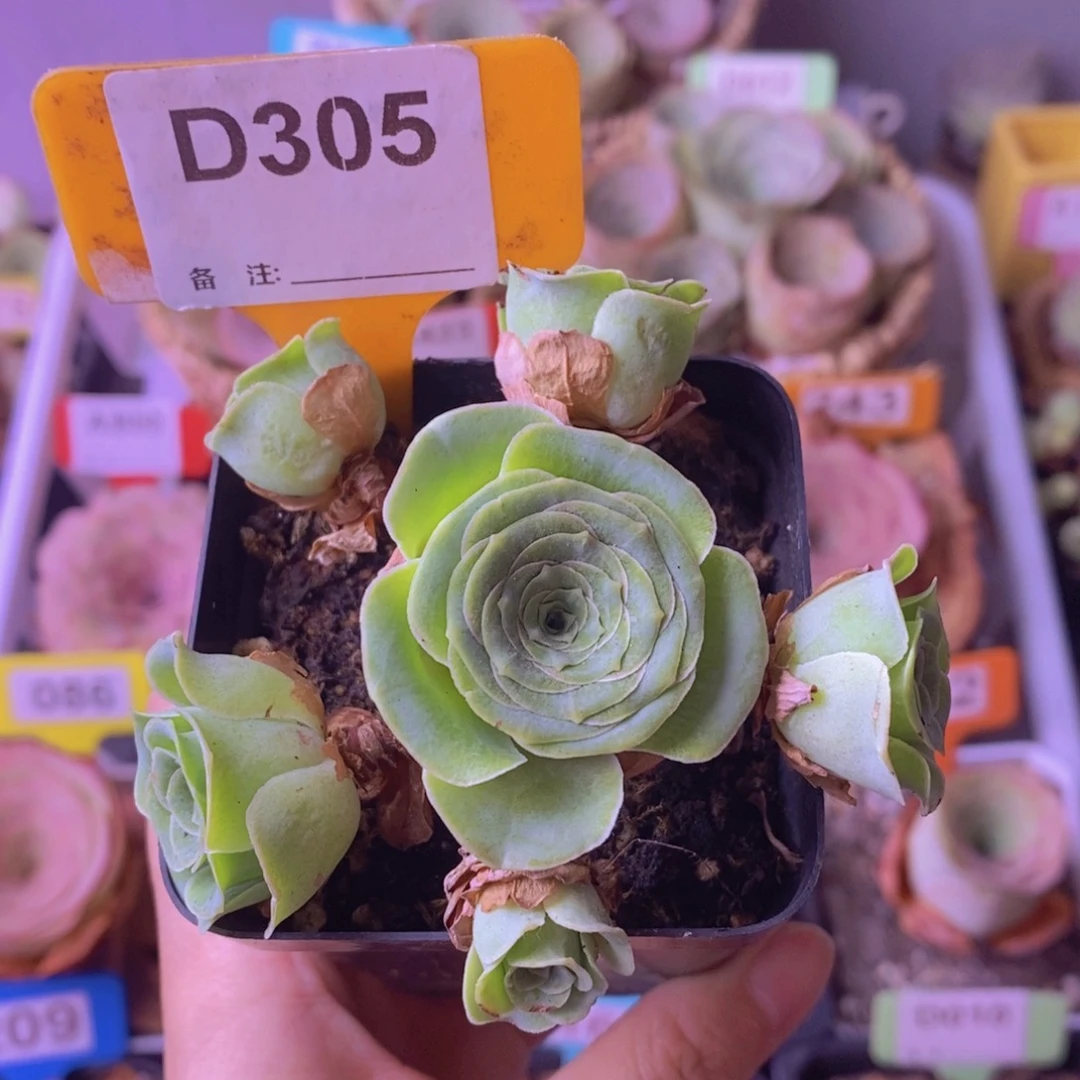 南星玫瑰一物一拍D305