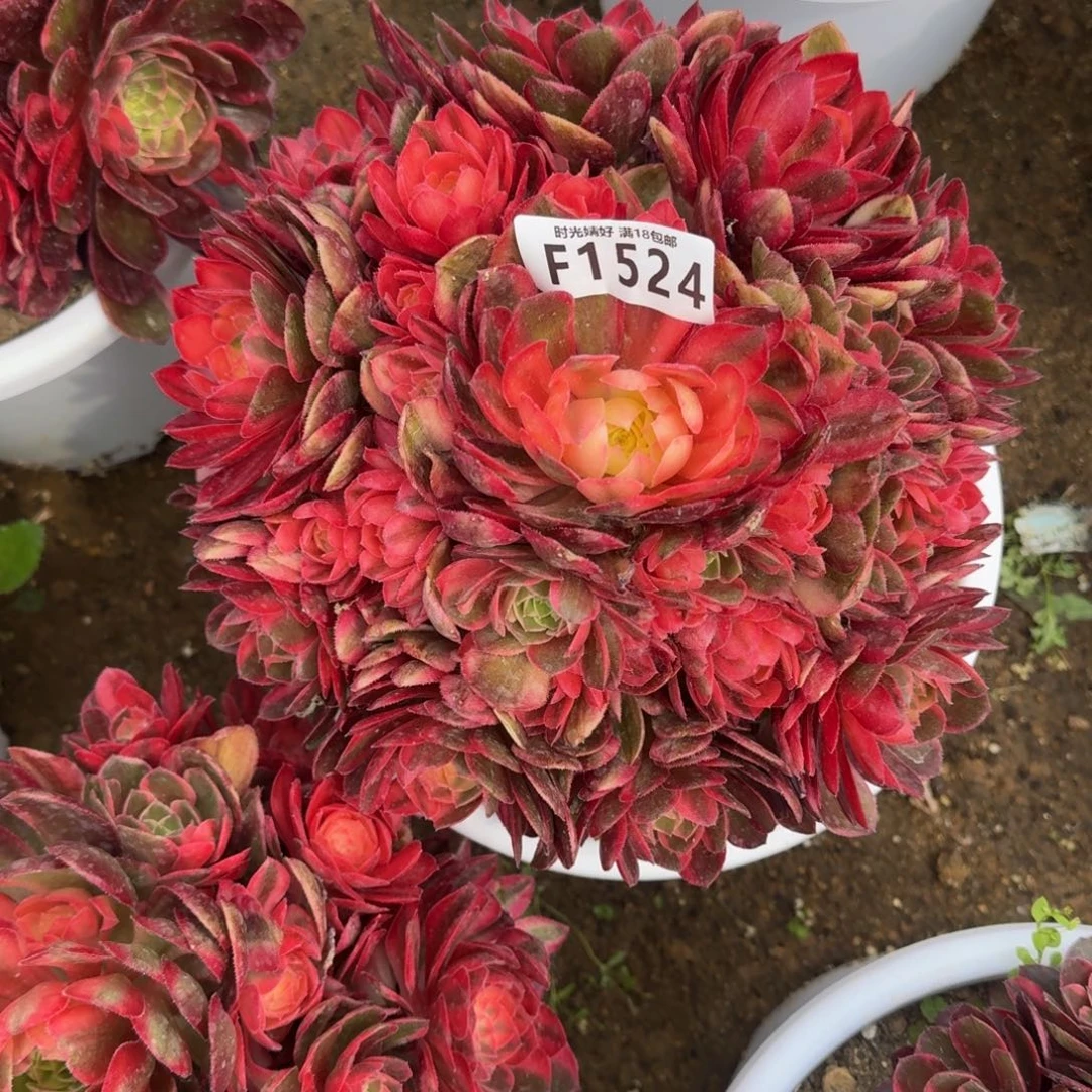 ?****?1524黑魔锦多肉植物