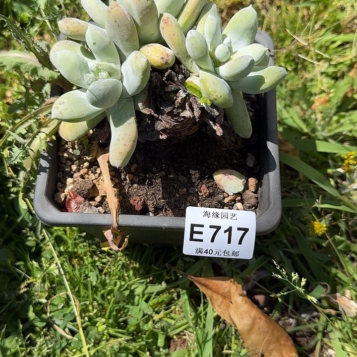 樱*树拇指多肉植物