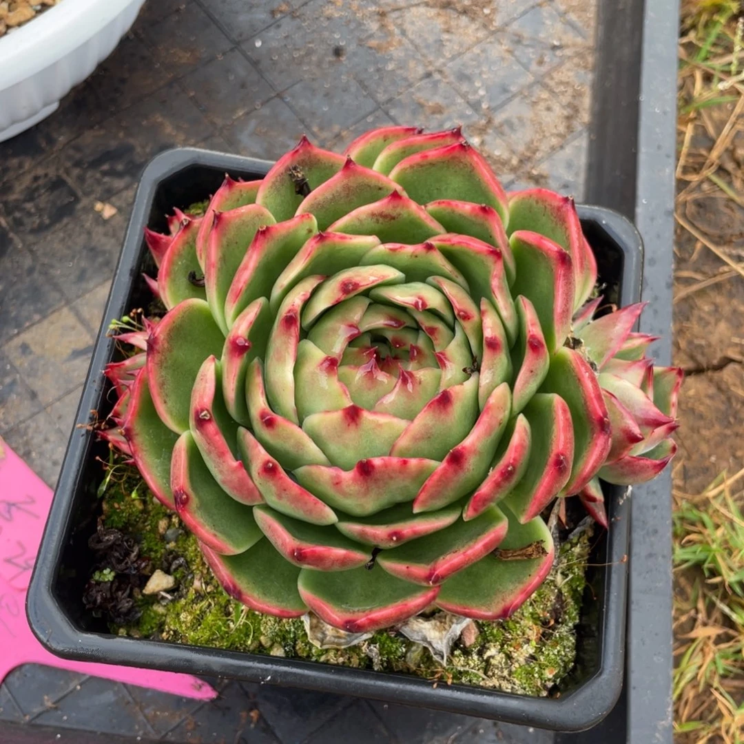 惊鸿仙子不包整散