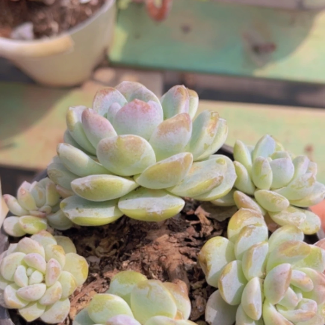 【闪购商品】冰玉1560