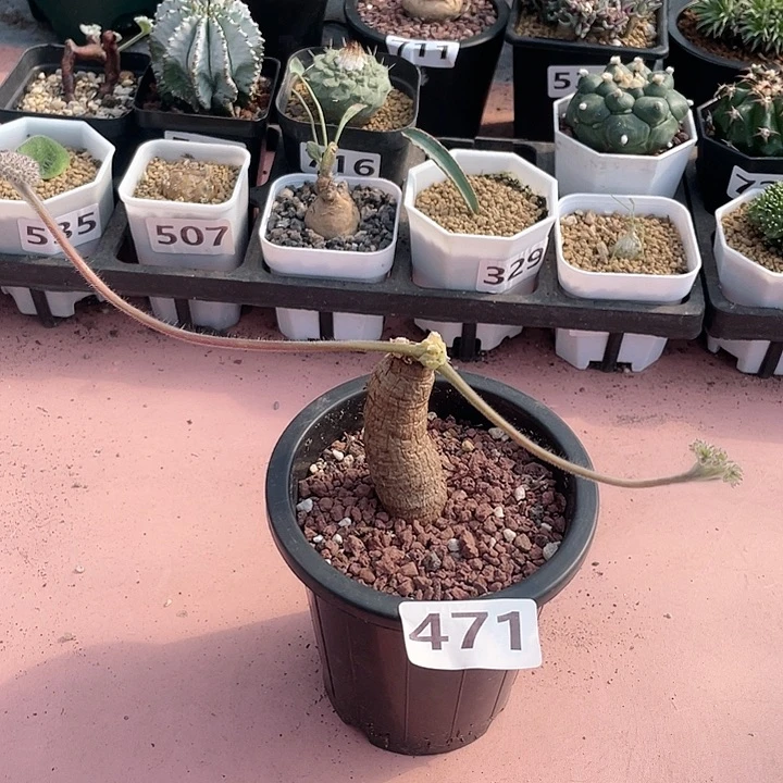 471罗巴塔枯木杨葵