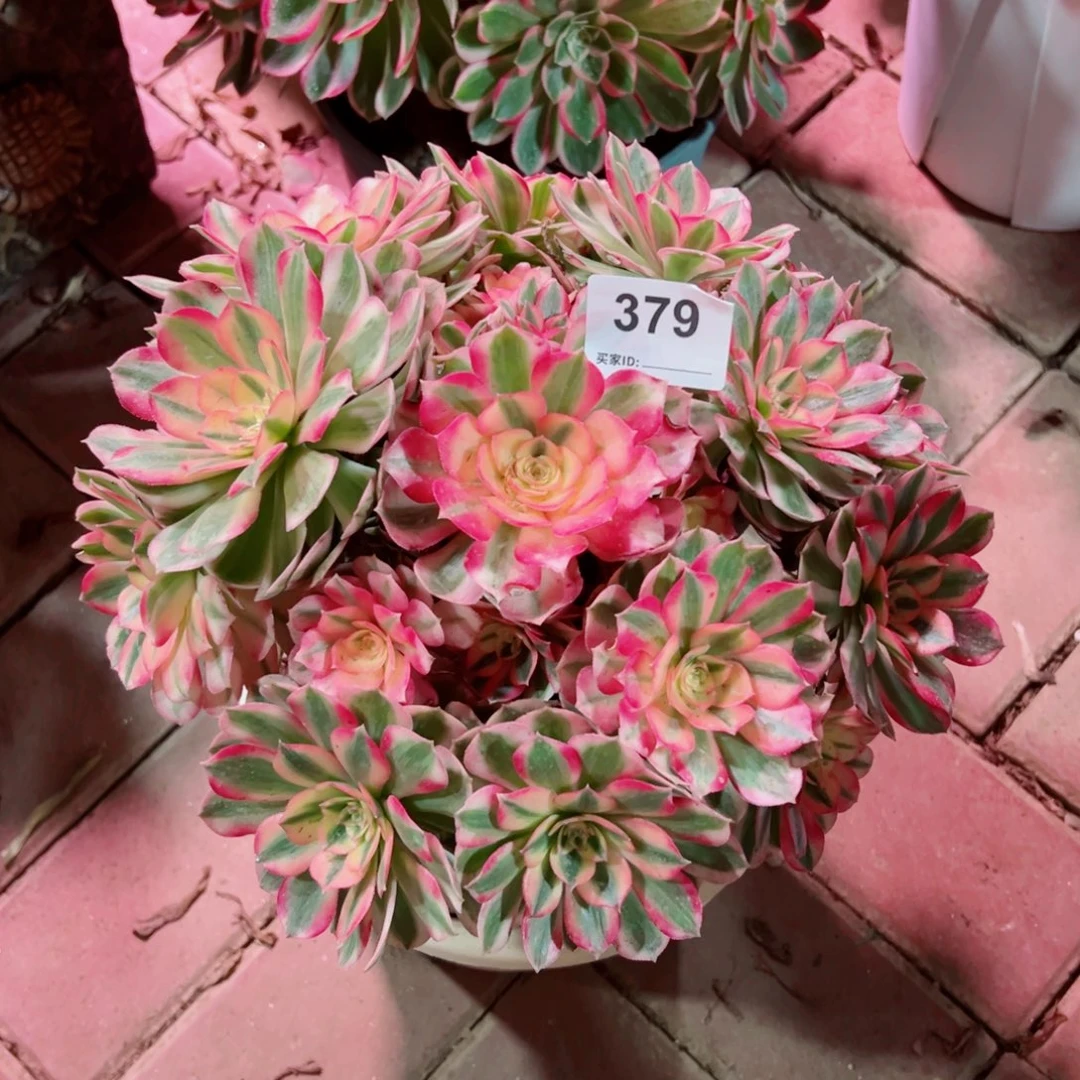 379倾城法师多肉植物