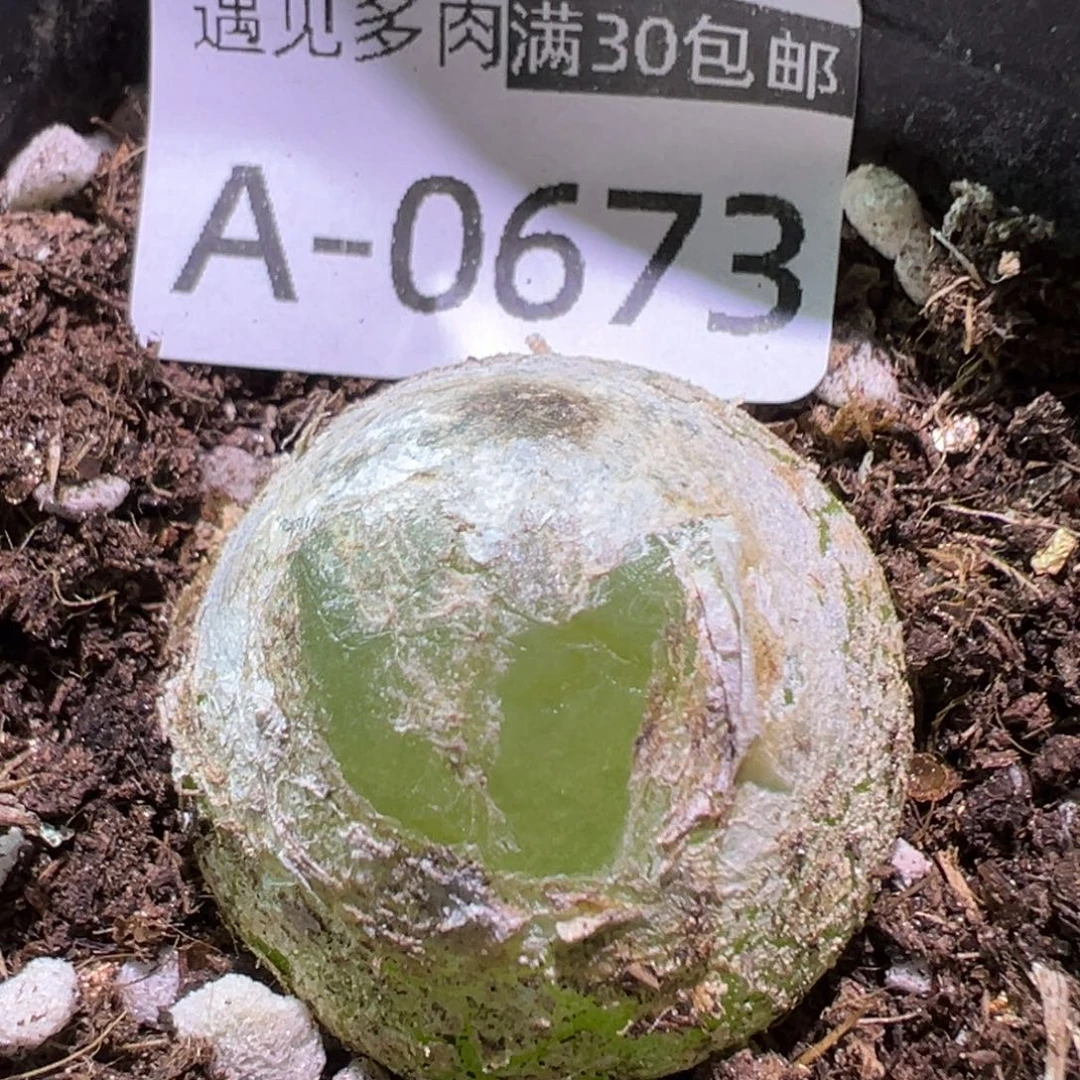 肉植物111多种111
