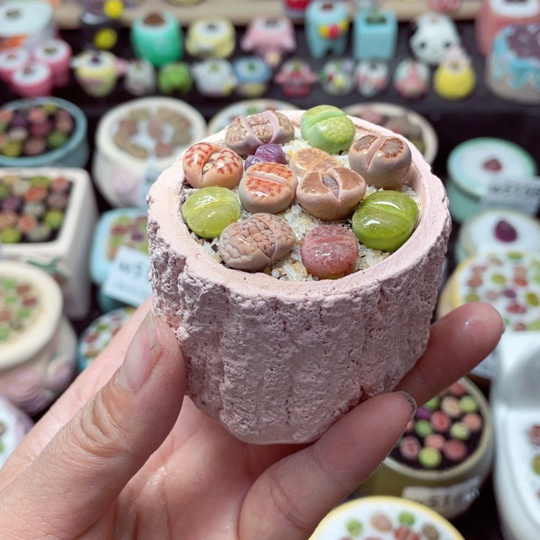 w5179 带盆土发货-零下地区拍保温箱