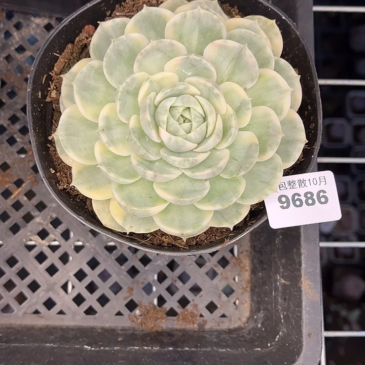 阿雅园艺。         9686昂斯诺锦