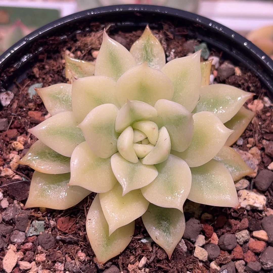 尚品特价爱丽卡锦