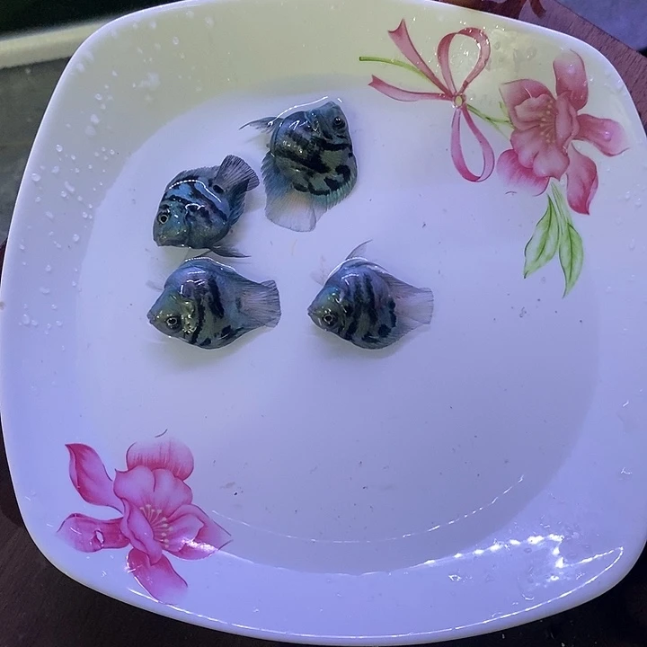 海水鱼4条宝蓝，不分公母