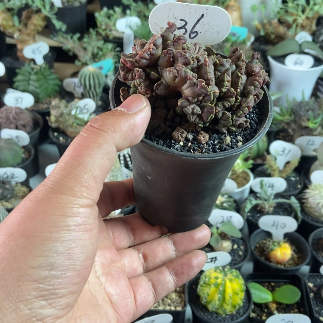 高砂石化一物一拍