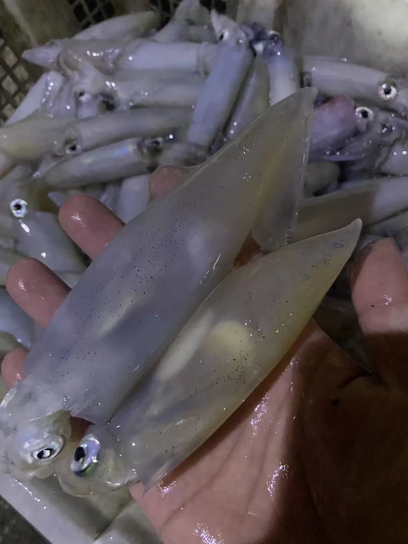 【本港红姐】本港野生照灯带籽鱿鱼（带籽海兔子）顺丰冷冻运输