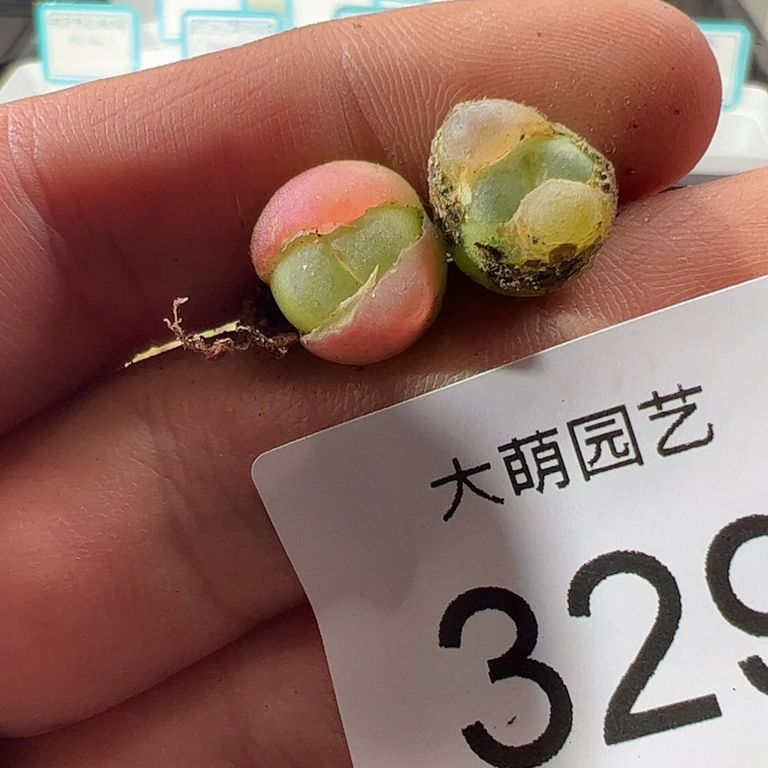 0000329 一物一拍……