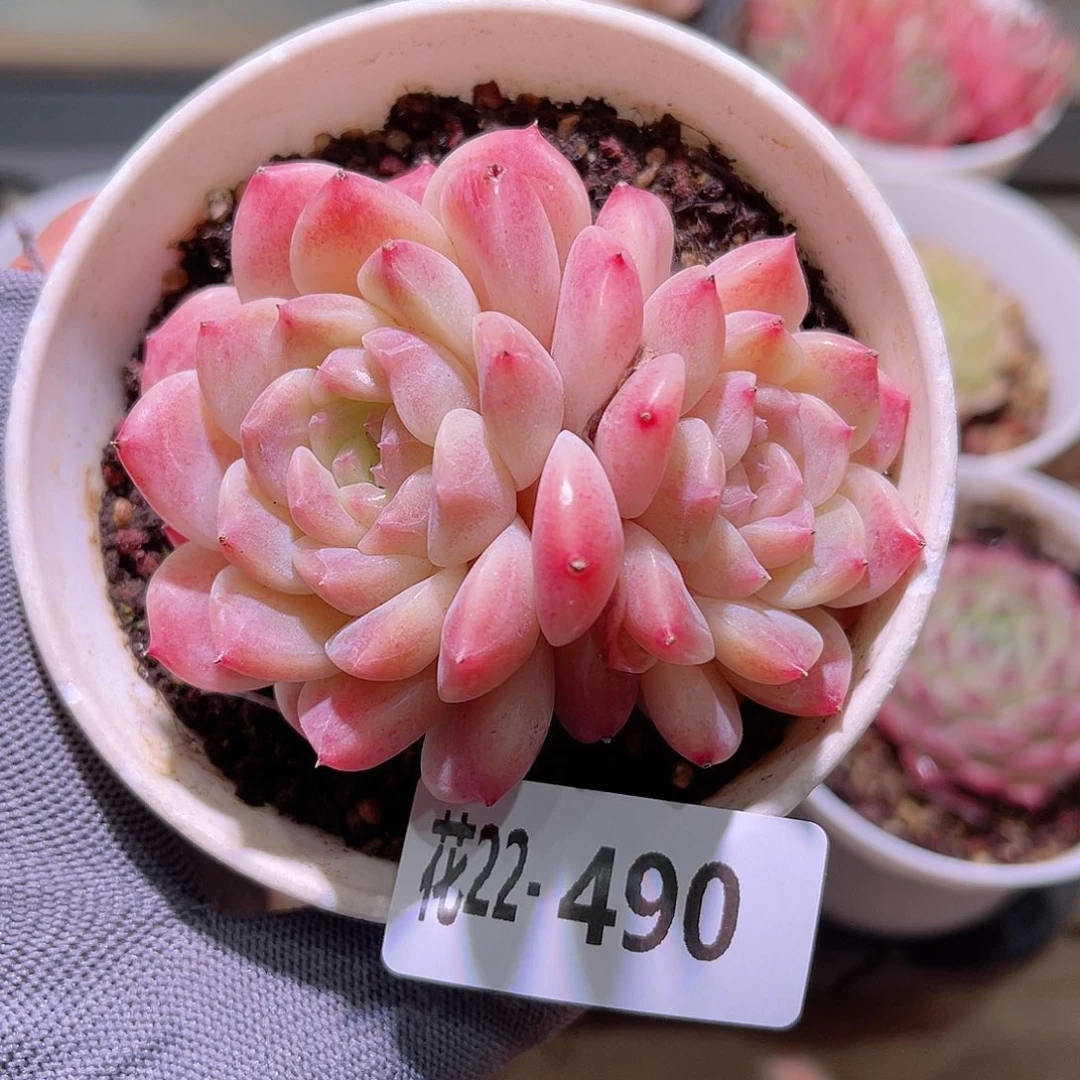 花22-490秘境冰魄
