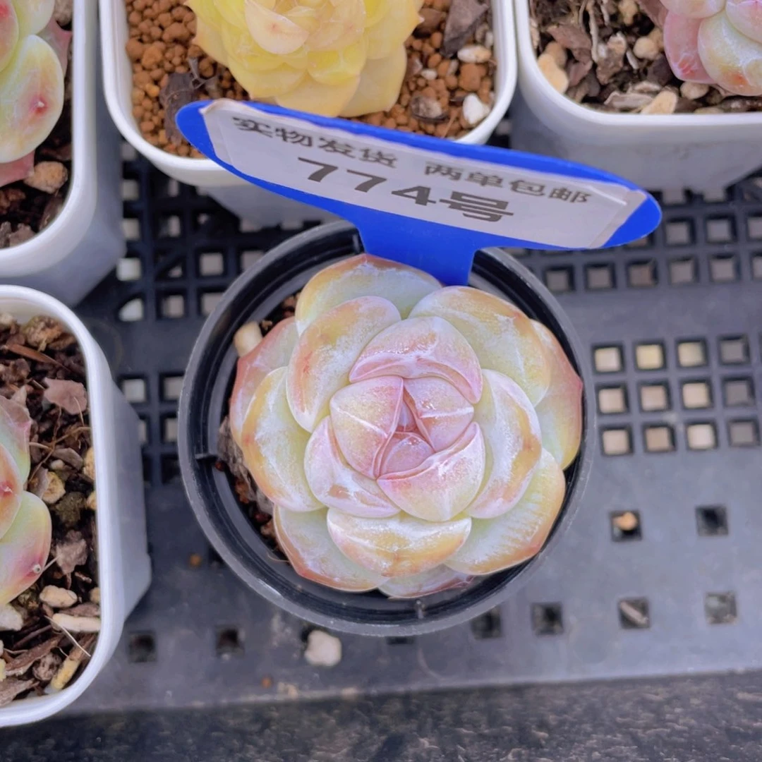 774号大白兔单头一个