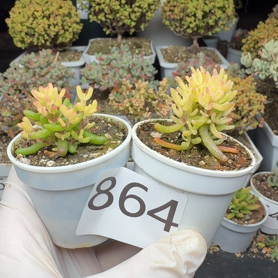 864樱花锦糖球3号锦