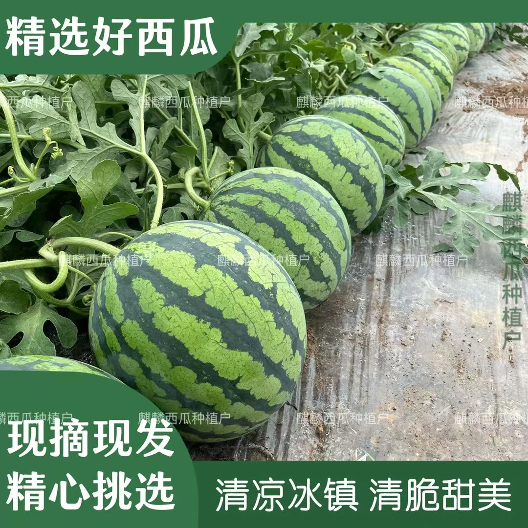 正宗冰糖麒麟西瓜新鲜薄皮美都8424西瓜有籽黒籽应季现摘整箱大果