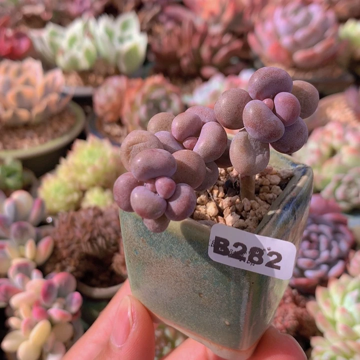 一物一拍含盆土满38包邮B282