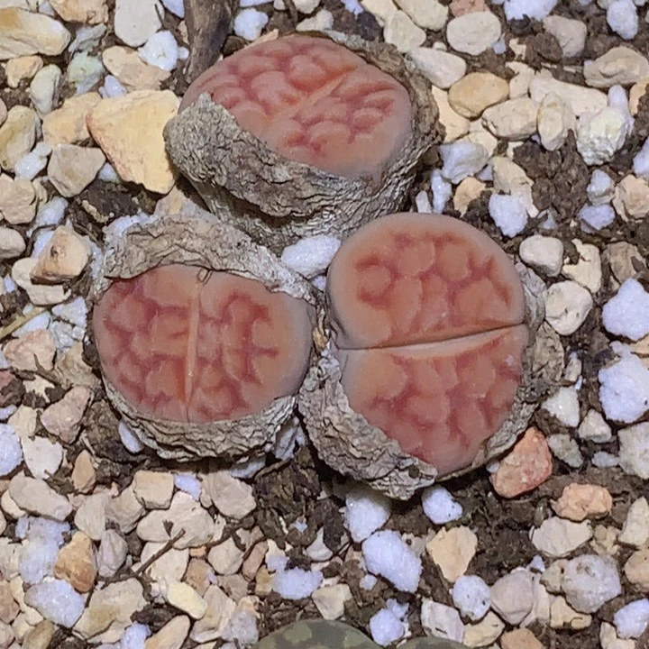 15888969886888689655