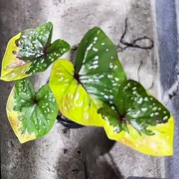 701-0524Full moon泰国发货