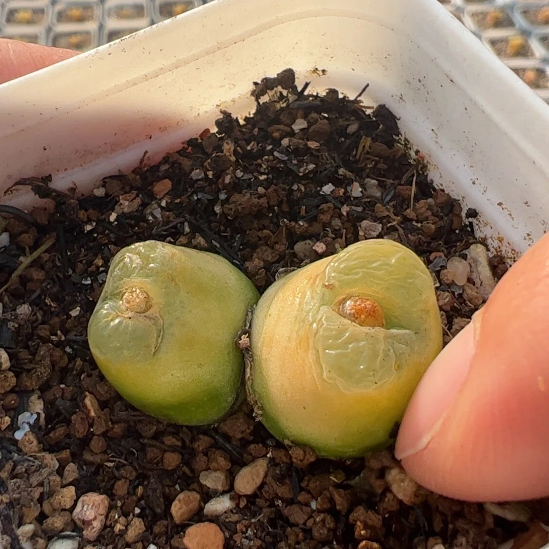 O泡母本带盆多肉