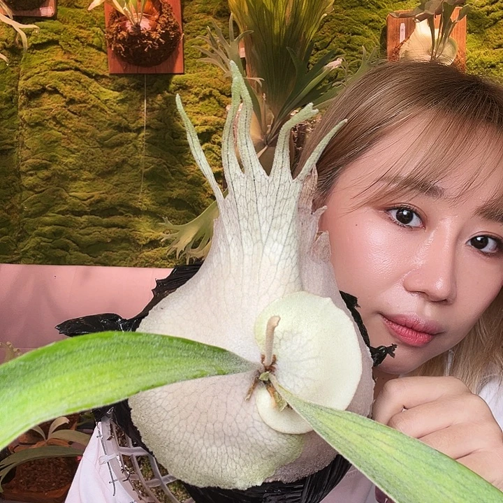 不开花植物野银。