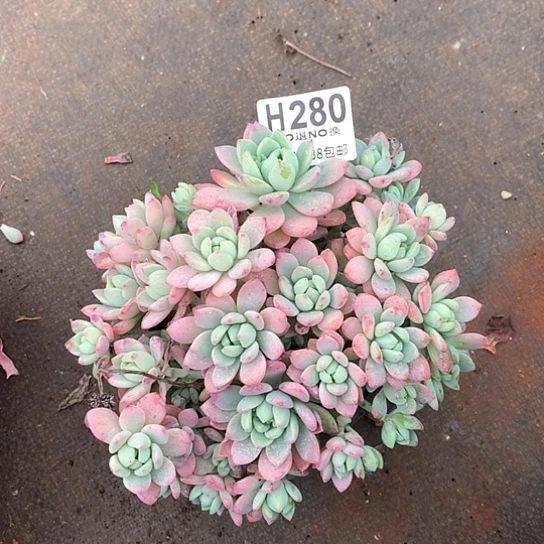 桃酥280 亏本处理退款拉黑7-8天发货