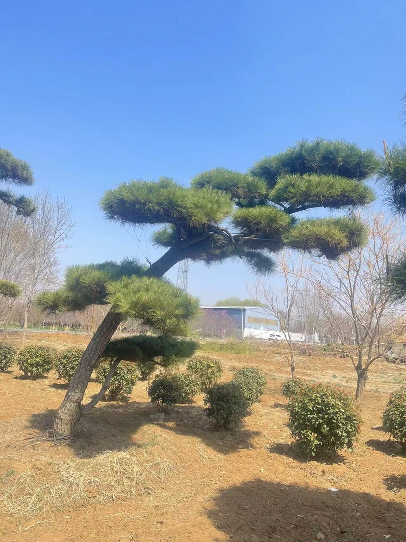 精品黑松 赤松 造型景观松盆景庭院绿化迎客松赤松黑松老桩精品