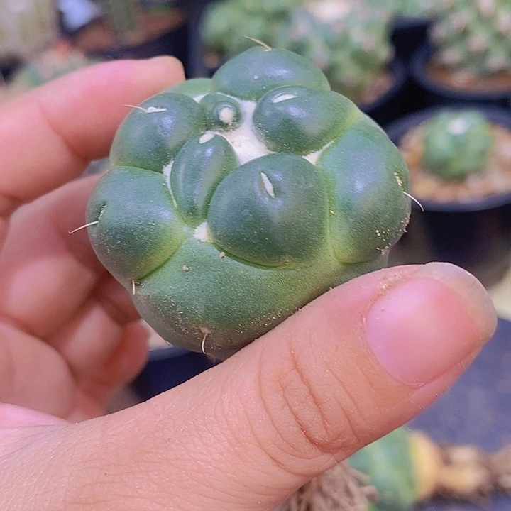 乐***车专拍链接无刺象芽仙人球5