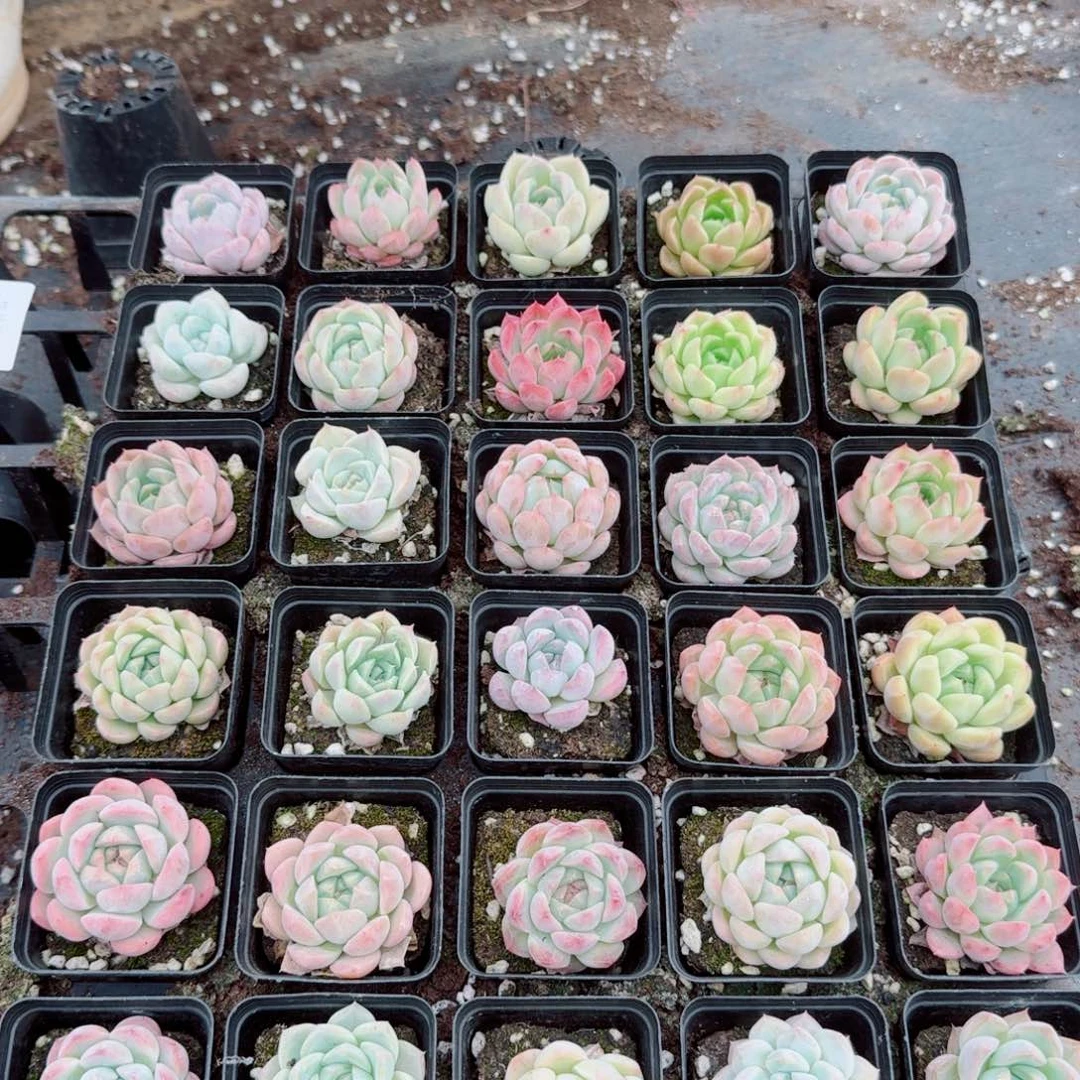 美尼糖心珍妮三十颗量拍19-109