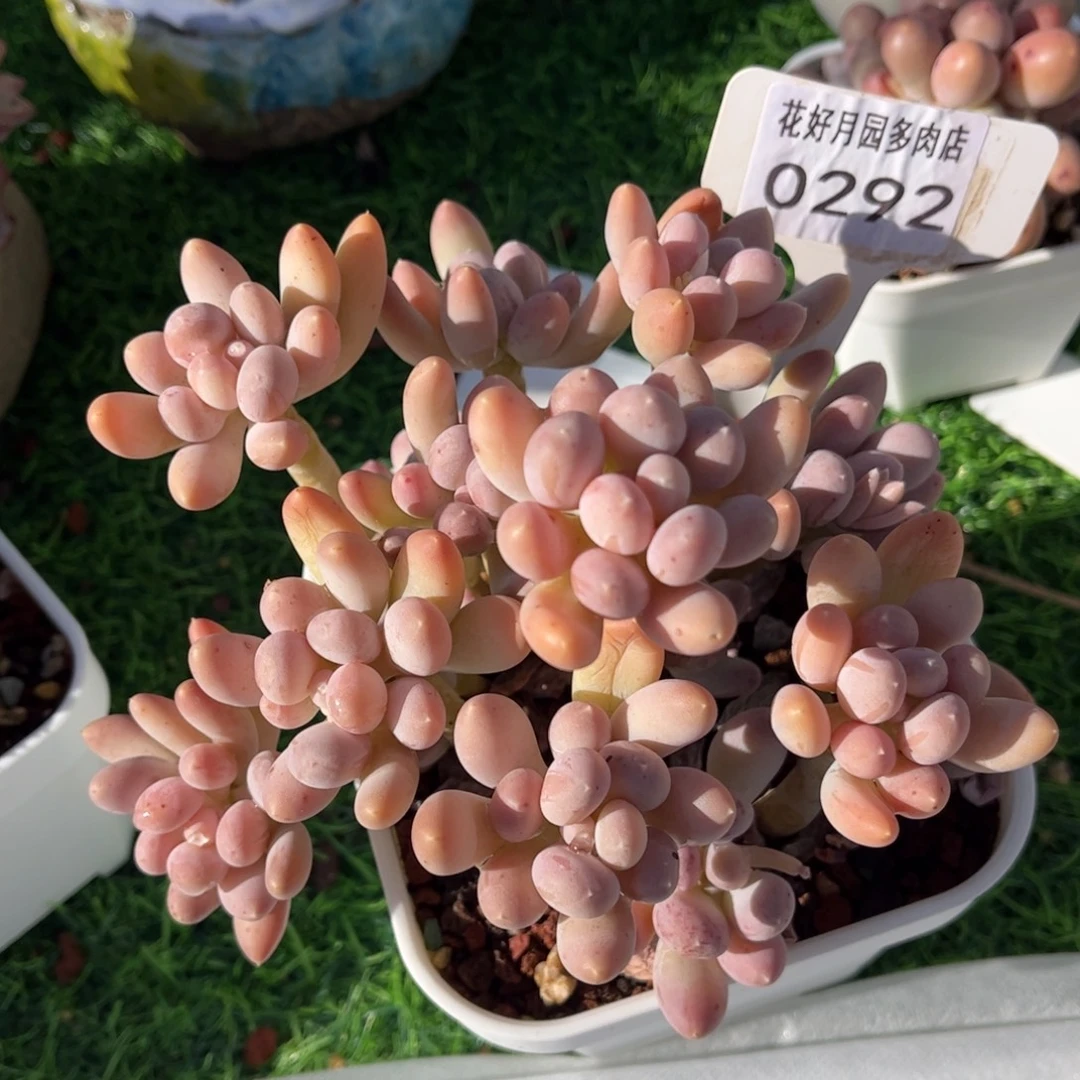 多肉植物0292 满30包邮