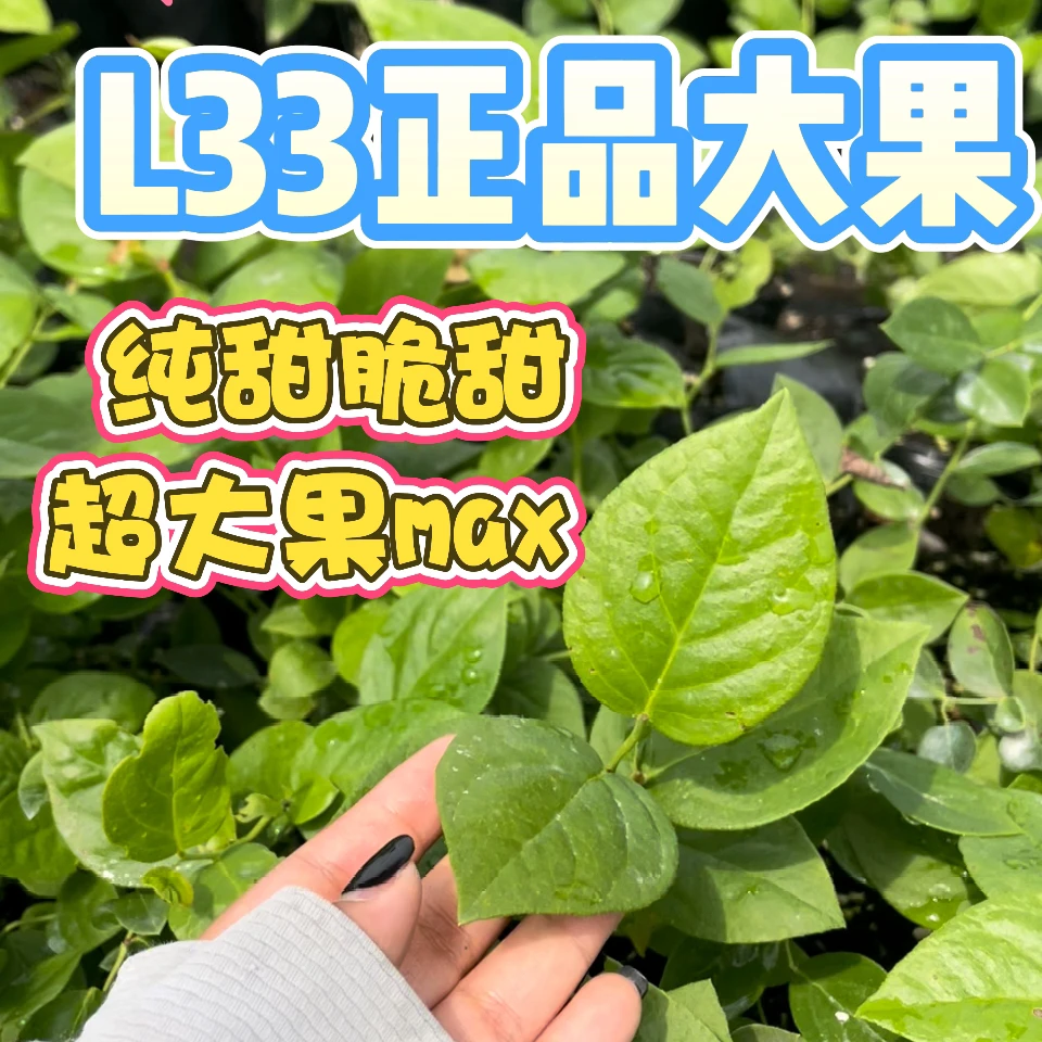 【新品L33】南北方均可种植大果脆甜树形直立自花授粉