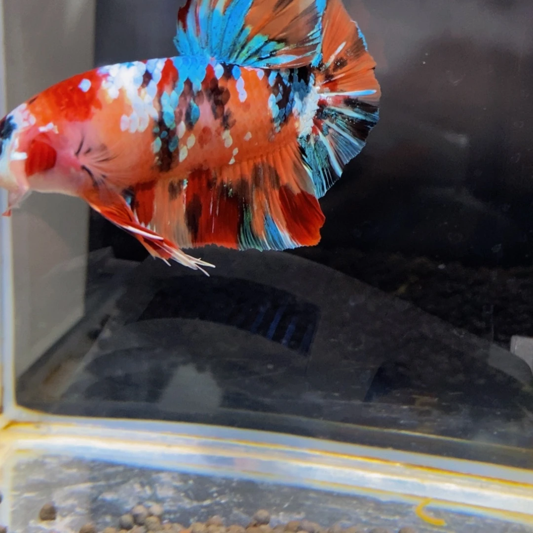 斗鱼212巨斗11111