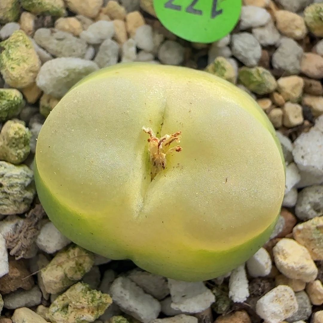 拉登2.5多肉植物177