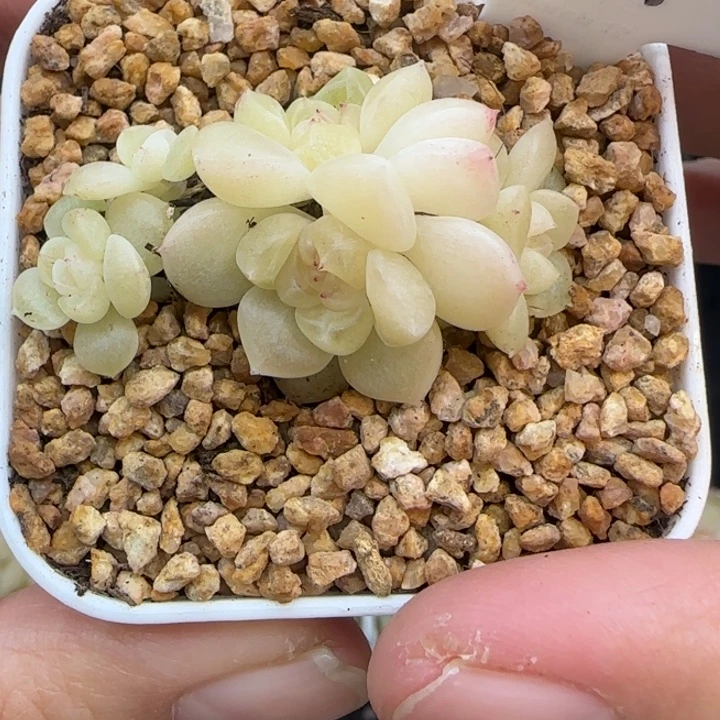 851号财富现金五头晗雨