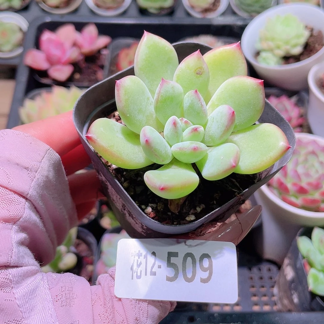 花利美12-509蜜糖