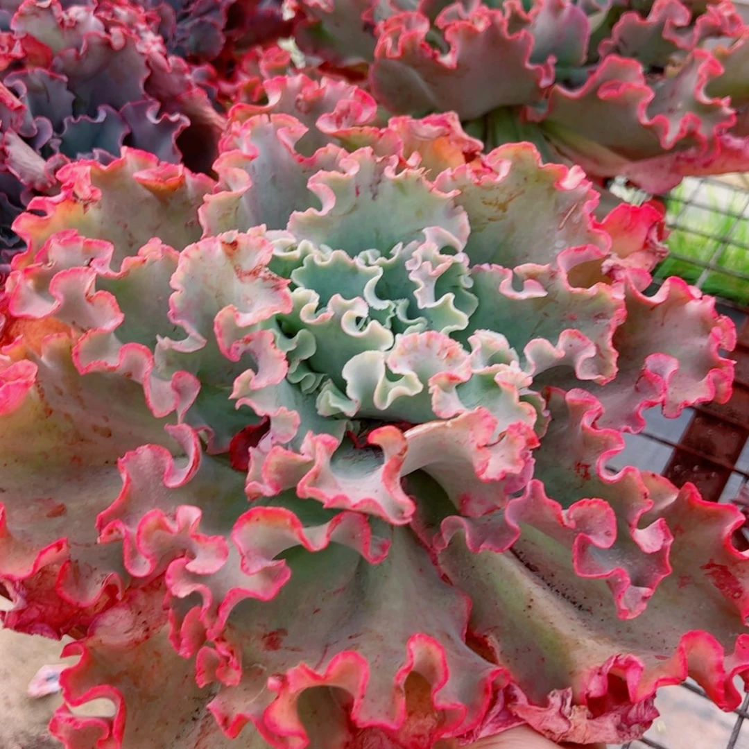 高沙之翁大单头包菜