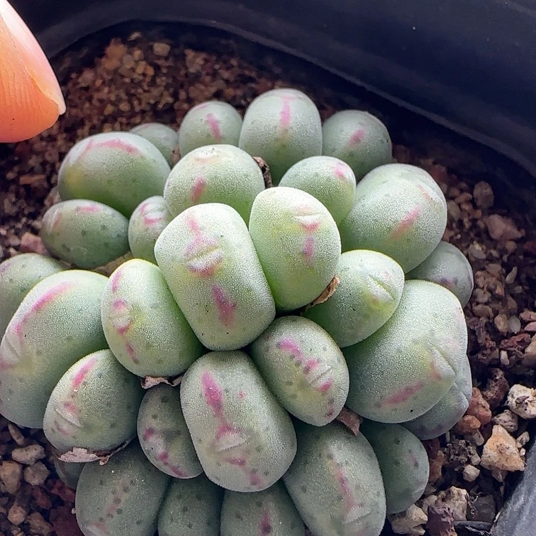 脱土发货哦25192