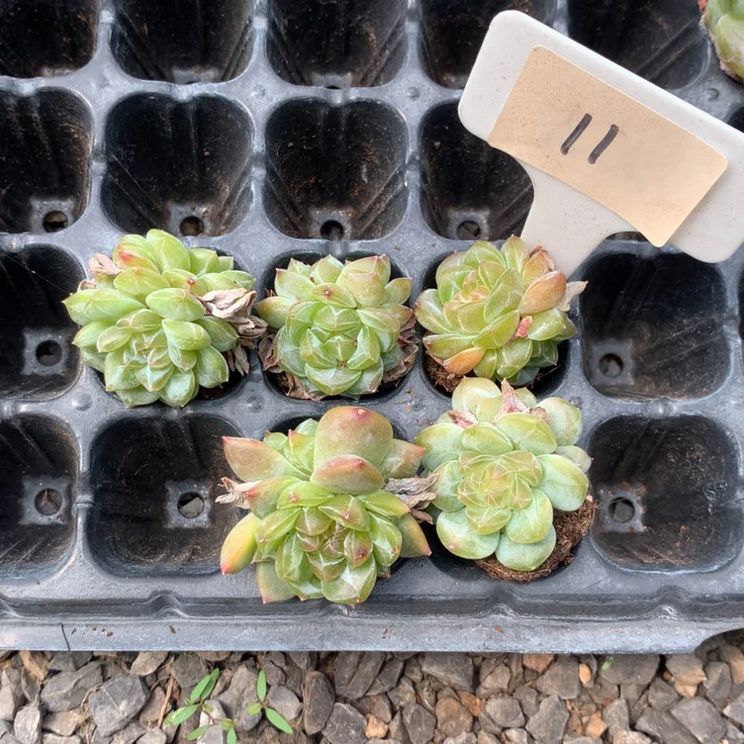 11号一组溏心五颗优选包邮