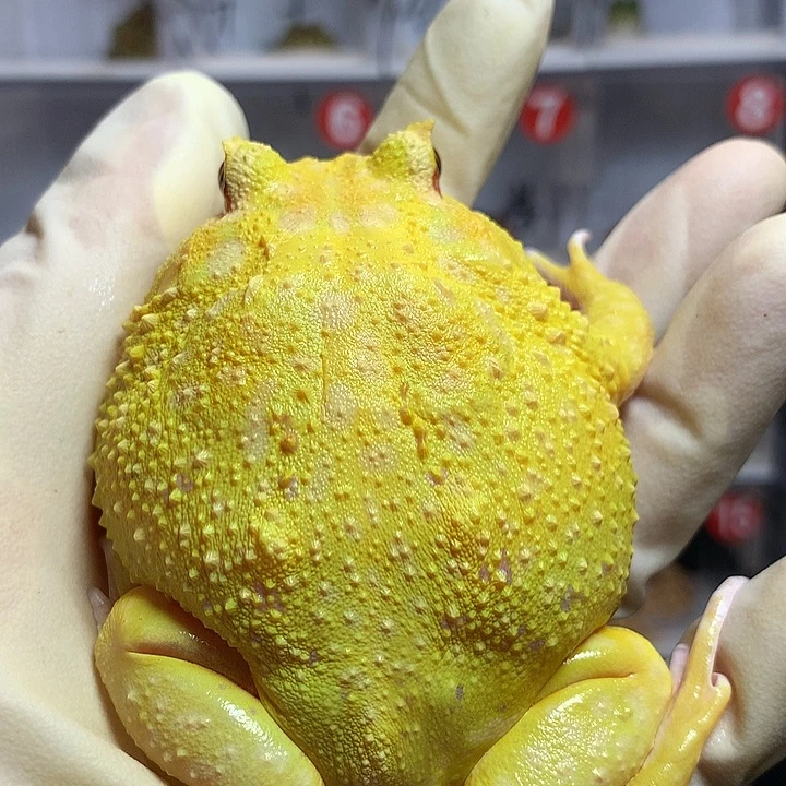 角蛙2093 精品大蛋黄8+微瑕