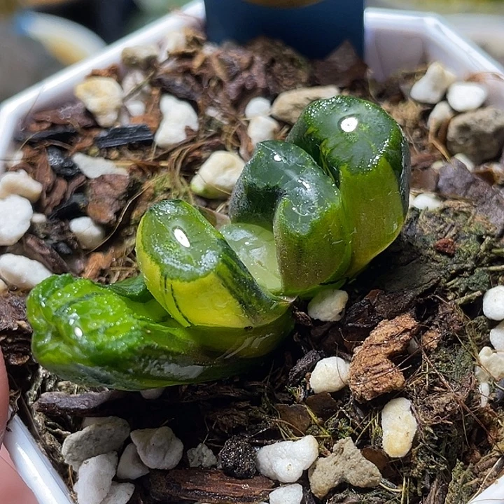 537三色万象锦福利