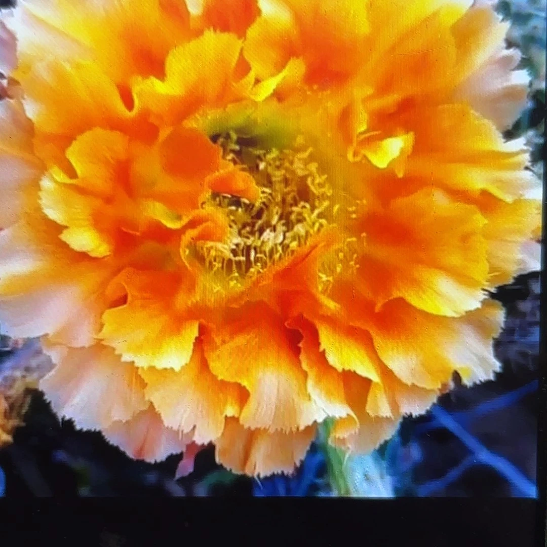 069彩无根侧牙20包邮59