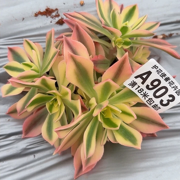 多肉法师枫叶朵朵