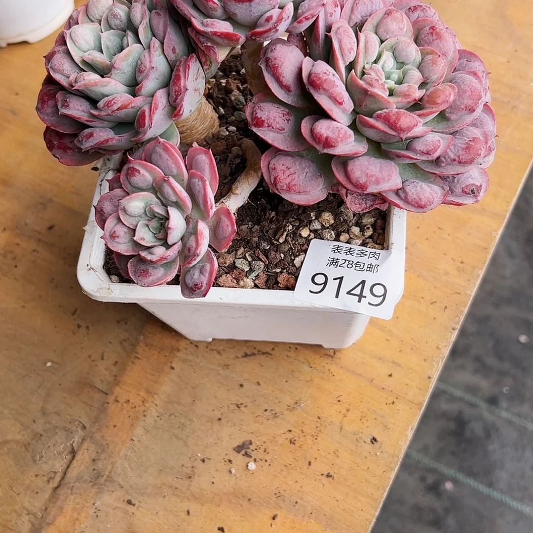 9号。*笑多肉一物一拍9149