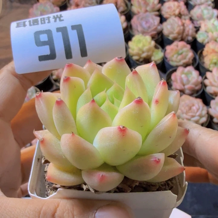 911.qqwqwwwwwwww